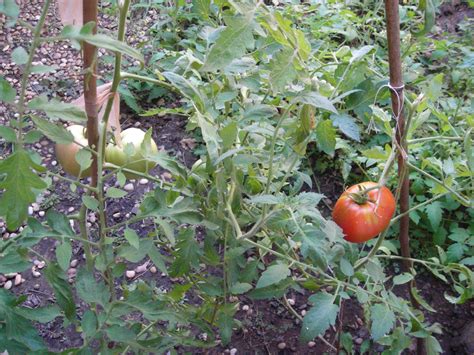 Grow Tomatoes From Seed 9 Steps With Pictures Instructables
