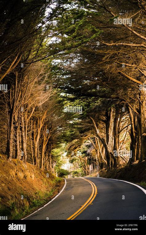 Trees And Road Fort Bragg California Usa Stock Photo Alamy