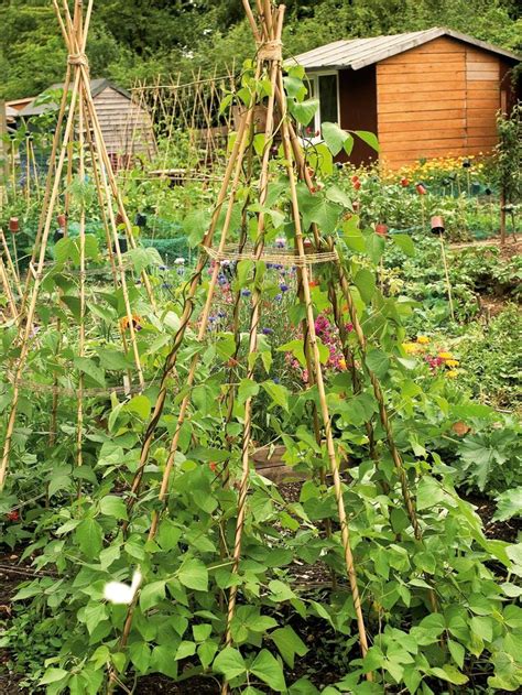 Runner Bean Support Ideas Any Frames Or Trellis Need To Be Sturdy