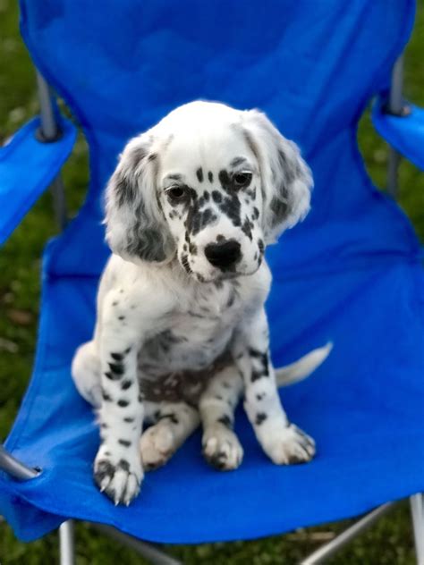 6 3 Months Old Cute English Setter Dog Puppy For Sale Or Adoption