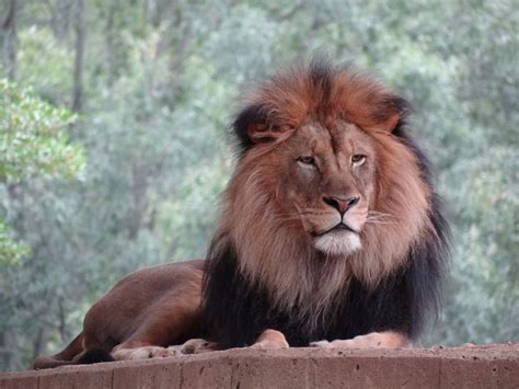 Proud Lion By John Benson 500px Lion Big Cats Pumas