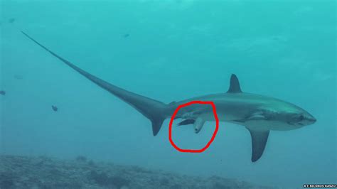 This Is How A Shark Gave Birth After Not Mating For Almost Four Years Sciencealert