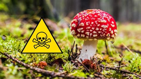 Top Five Poisonous Mushrooms In The Uk Autumnwatch Cbbc Bbc