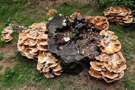 Yellow Fungus On Tree Stump Stock Image Image Of Macro Mold 44023137