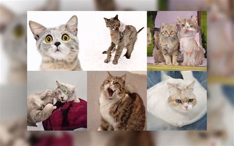 Ai Sucks At Making Adorable Cat Photos Clearly Misses The Entire Point