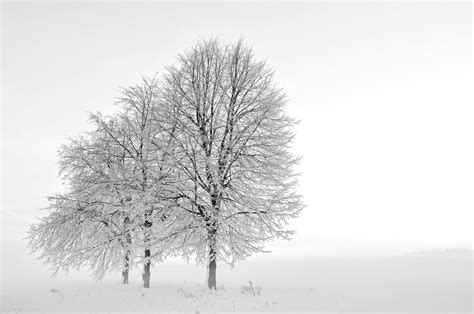 Free Download Hd Wallpaper Winter Snow Trees Fog Wallpaper Flare