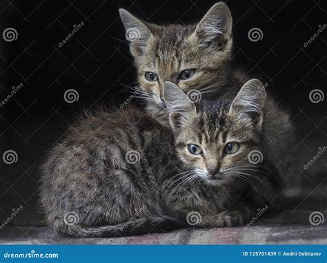 Little Kittens Brothers Stock Image Image Of Kitten 125701439