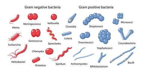 Bacterias Gram Positivas Lista