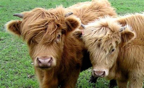 Miniature Fluffy Cows Exist And Theyre Absolutely Adorable