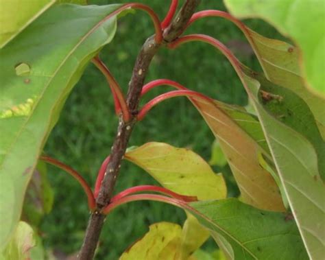 Photo Of The Stem Scape Stalk Or Bark Of Buttonbush Cephalanthus