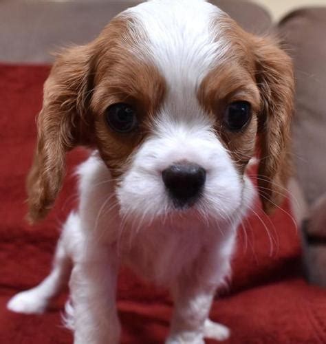 Cute puppies sell, and that makes the cavapoo a favorite of puppy mills and greedy, irresponsible breeders. Cavapoo Puppy for Sale - Adoption, Rescue | Cavapoo Puppy ...
