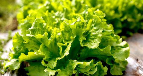 Lettuce Planting Guide Farmers Almanac