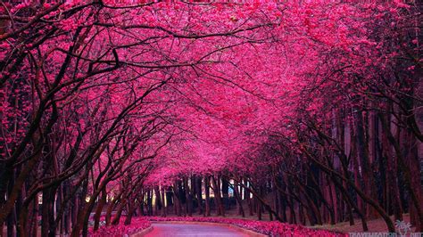 Free Download Images For Pink Trees Wallpaper Trees Spring Tree Pink