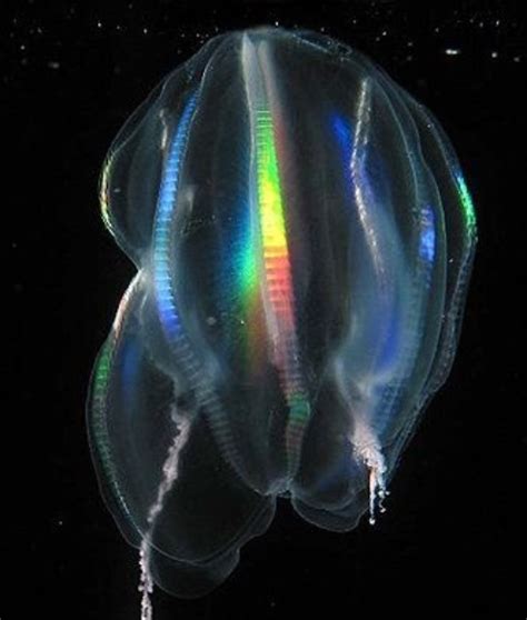 Mertensia ovum, also known as the arctic comb jelly or sea nut, is a cydippid comb jelly or ctenophore first described as beroe ovum by johan christian fabricius in 1780. mundodeanimal: Mertensia Ovum