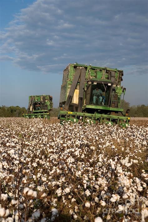 Cotton Harvest Photograph By Inga Spence Pixels