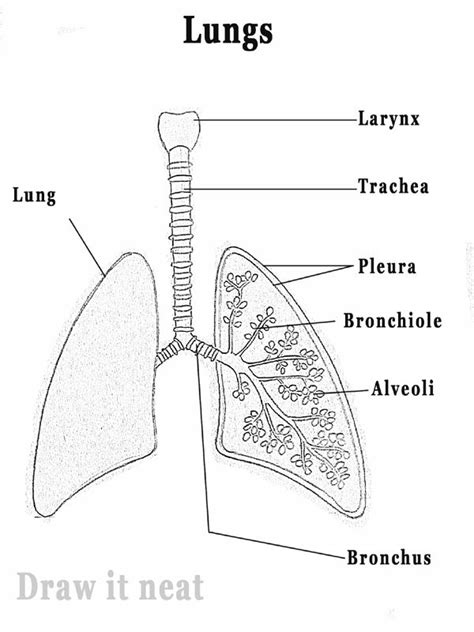 How To Draw A Lungs Diagram Step By Step