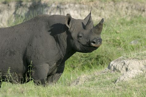 western black rhinos officially extinct pawnation