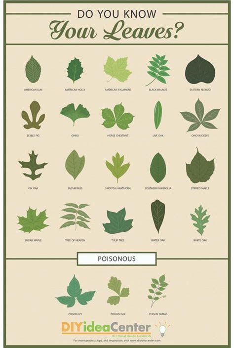 Leaf Identification Guide Infographic Foliage Leaf Identification