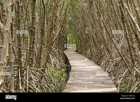A Long Wooden Pathway In Mangrove Forest Background Stock Photo Alamy