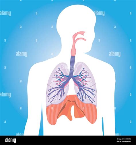 Respiratory System Lungs Vector Human Body Illustration Stock Vector