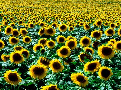 Sunflower Hd Wallpaper Background Image 2048x1365