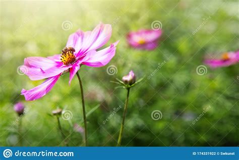 Pink Cosmos Flowers And Bee Summer Background Stock Photo Image Of