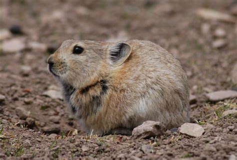 In Praise Of The Plateau Pika The Last Stand