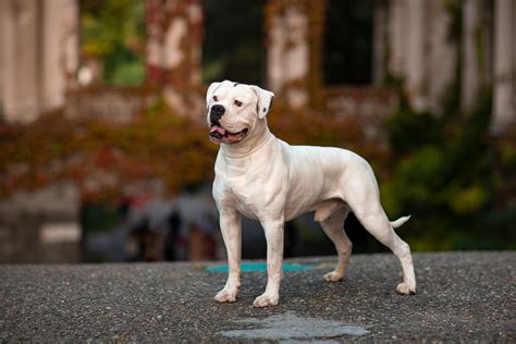 American Bulldog Dog Breed Hypoallergenic Health And Life Span Petmd