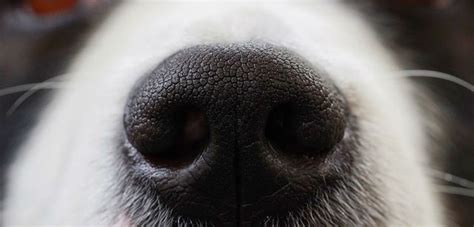 The material builds up in these sacs. My dog keeps sniffing his bum. What is the cause and ...