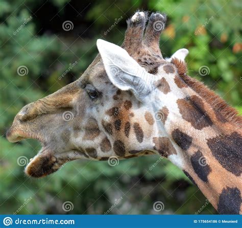 Giraffe Giraffa Camelopardalis Is An African Even Toed Ungulate Mammal