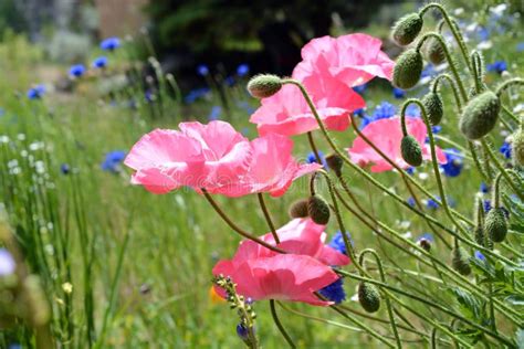 Pink Poppies In Flower Field Stock Image Image Of Field Garden 74013003