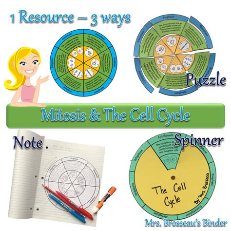 Teaching The Cell Cycle And Mitosis This Resource Can Be Used Three