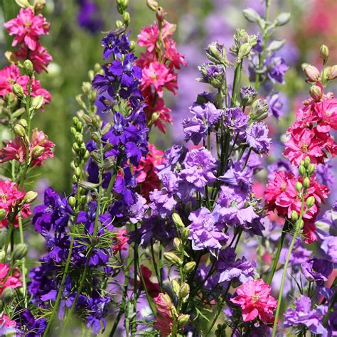 Earthcare Seeds Delphinium Giant Imperial Larkspur 300