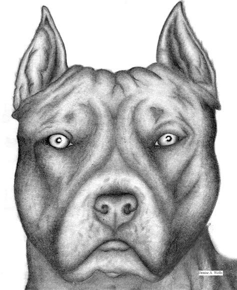 Como Dibujar Un Perro Pitbull Realista Theneave