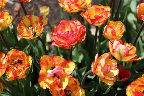 How We Select The Best Spring Flowering Bulbs For Your Garden