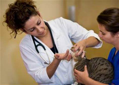 Visit the patient symptom checker. Cat Illnesses And Other Health Problems | Symptoms and ...