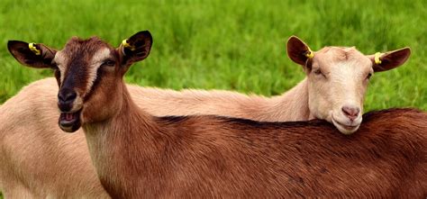 Bathtub replacement, repair & removal prices. Buying Livestock in Kenya? Check out this price guide ...