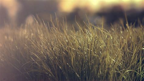 Hd Nature Grass Depth Field Background Pictures Wallpaper Download