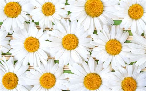 Daisy Full Hd Wallpaper And Background Image 2560x1600 Id446966