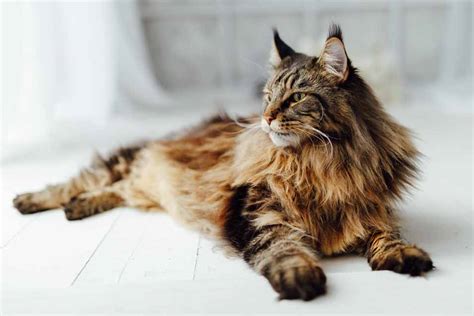 The biggest domestic house cats are often incredibly loyal and protective of their owners. Top 10 Largest Domesticated Cat Breeds | Pet Friendly House