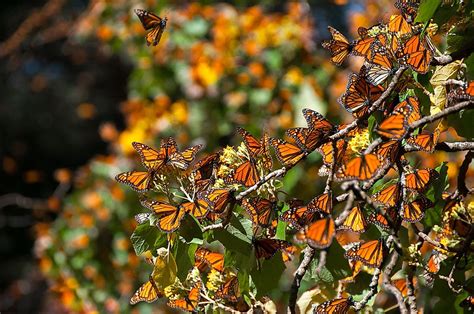 The Monarch Butterfly Biosphere Reserve A Unesco World Heritage Site