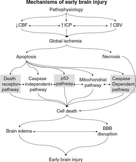 Mechanisms Of Early Brain Injury After Subarachnoid Hemorrhage W