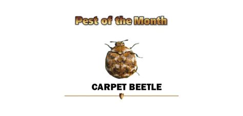 Pest Of The Month In Providence Guardian Pest Control