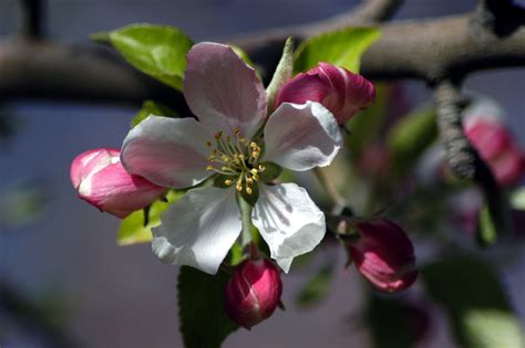 Apple Blossom Free Photo Download Freeimages