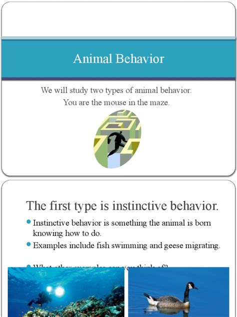 Animal Behavior Powerpoint Pdf