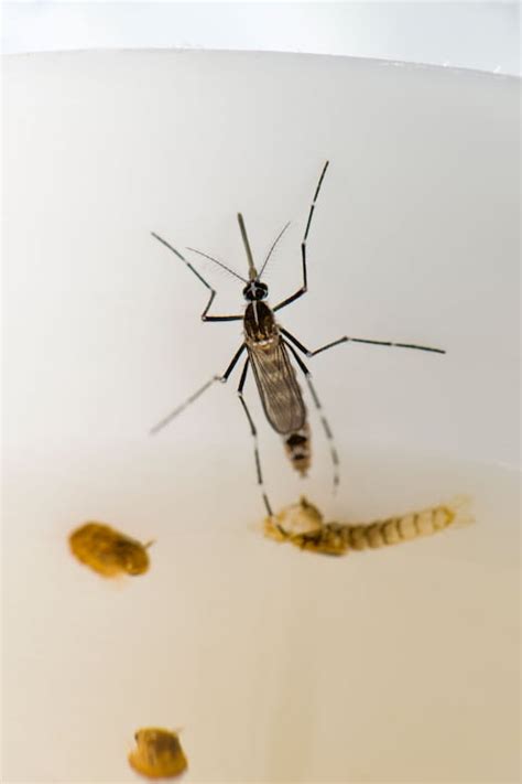 Fighting The Asian Tiger Mosquito The Washington Post