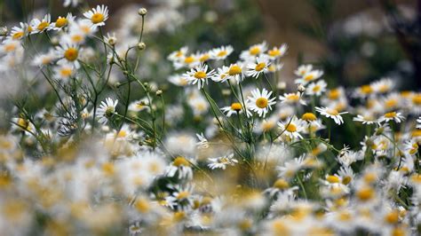 Earth Chamomile 4k Hd Flowers Wallpapers Hd Wallpapers Id 33930