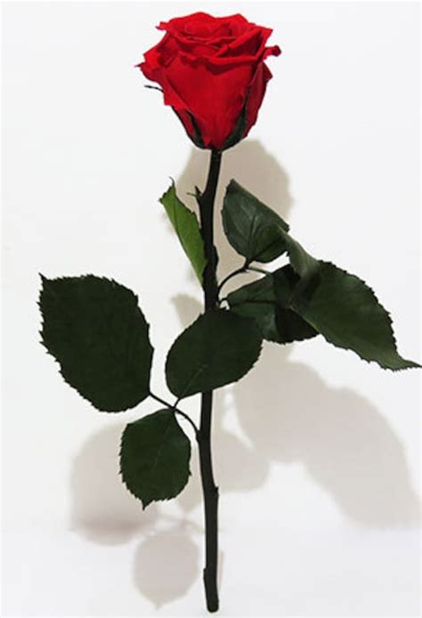 Rose With Stem Single Rose Preserved Single Rose Preserved Etsy