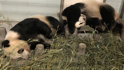 Panda Updates Wednesday March 17 Zoo Atlanta