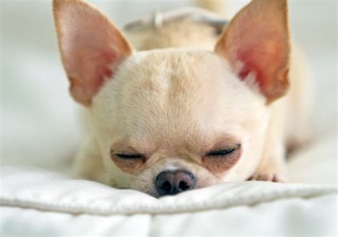 7 Facts About Senior Chihuahuas Chihuahua Puppies Chihuahua Dogs